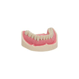 Dental models<br> Frasco