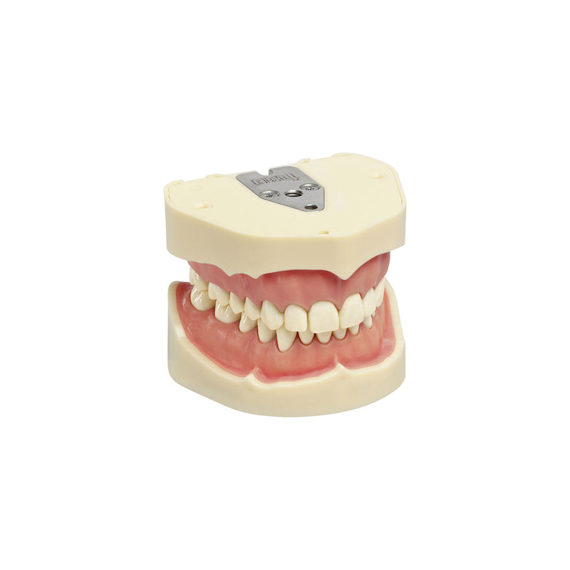 Dental models<br> Frasco