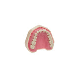 Dental models<br> Frasco