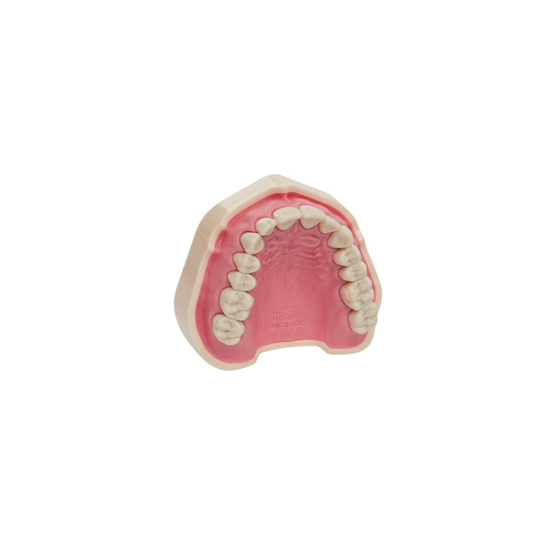 Dental models<br> Frasco