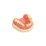 Dental models<br> Frasco