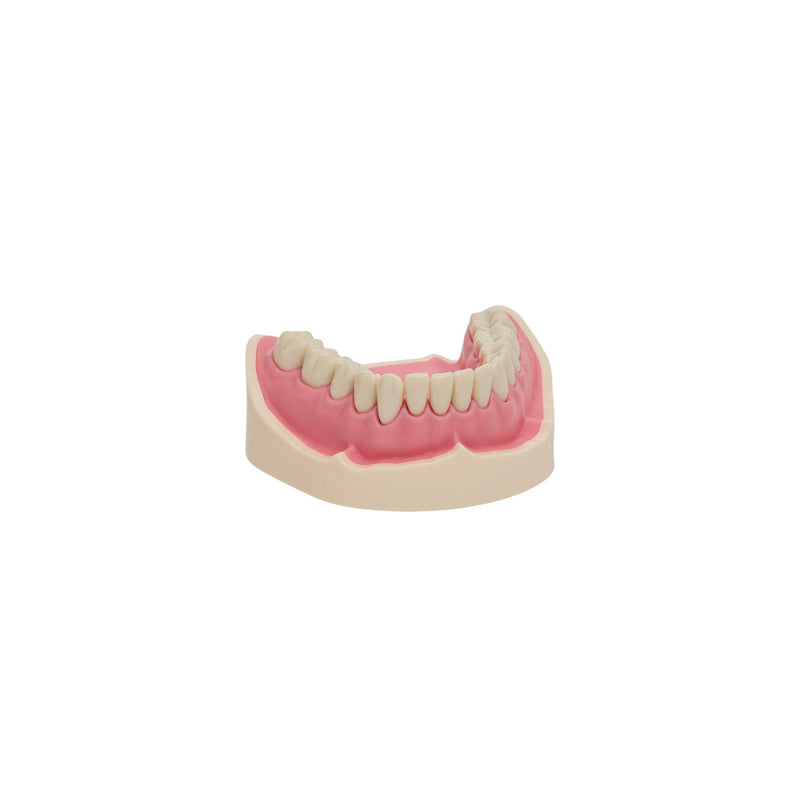 Dental models<br> Frasco