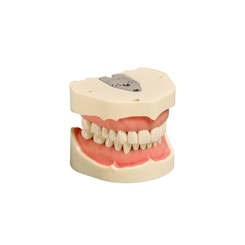 Dental models<br> Frasco