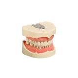 Dental models<br> Frasco