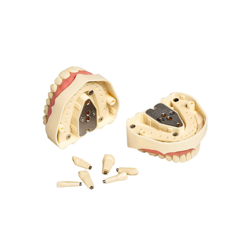 Dental models<br> Frasco