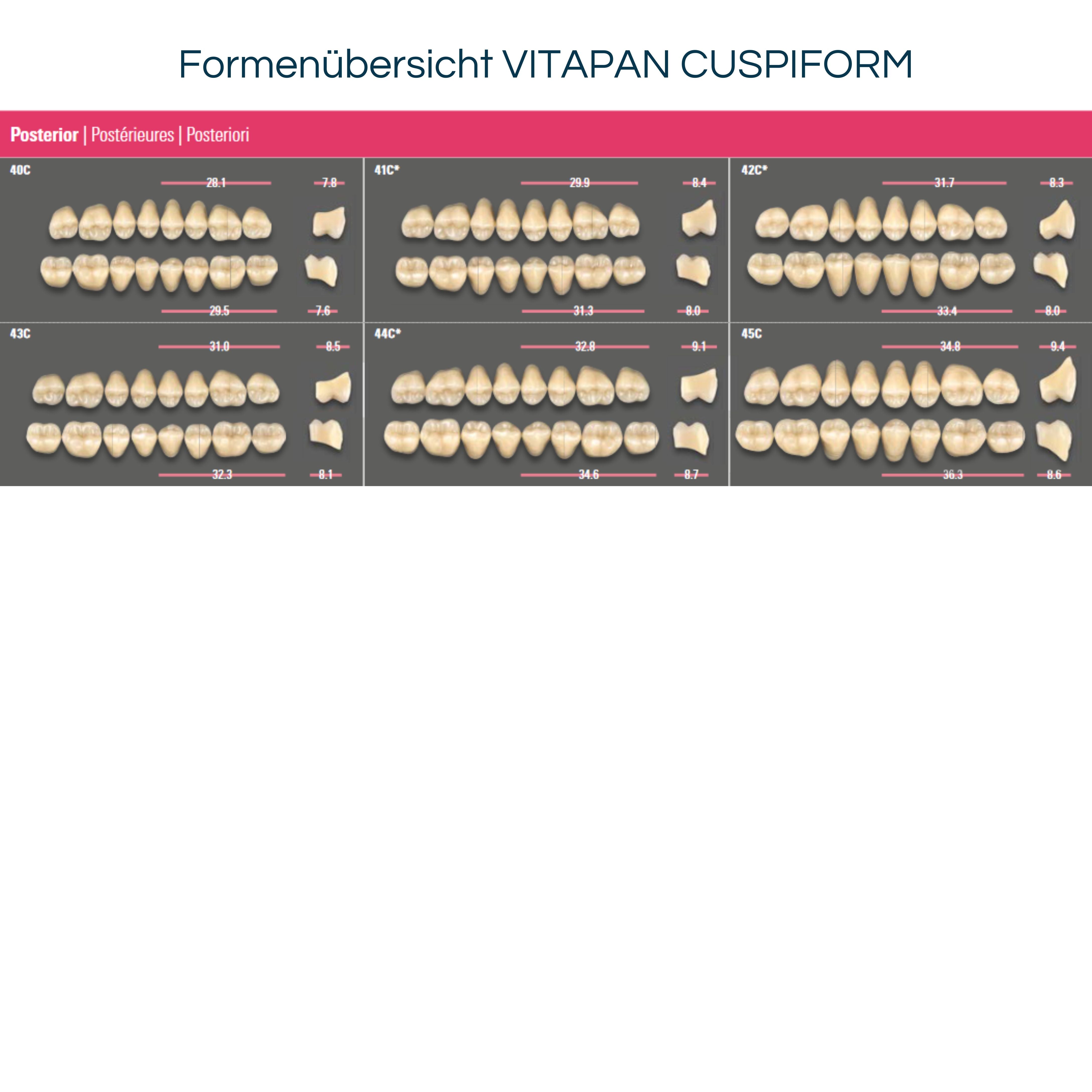 VITAPAN CUSPIFORM<br> Seitenzähne (OK / UK)