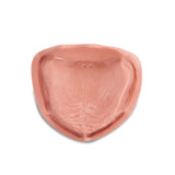 Zahnmodell <br> für Totalprothetik und Implantologie mit weicher Gingiva