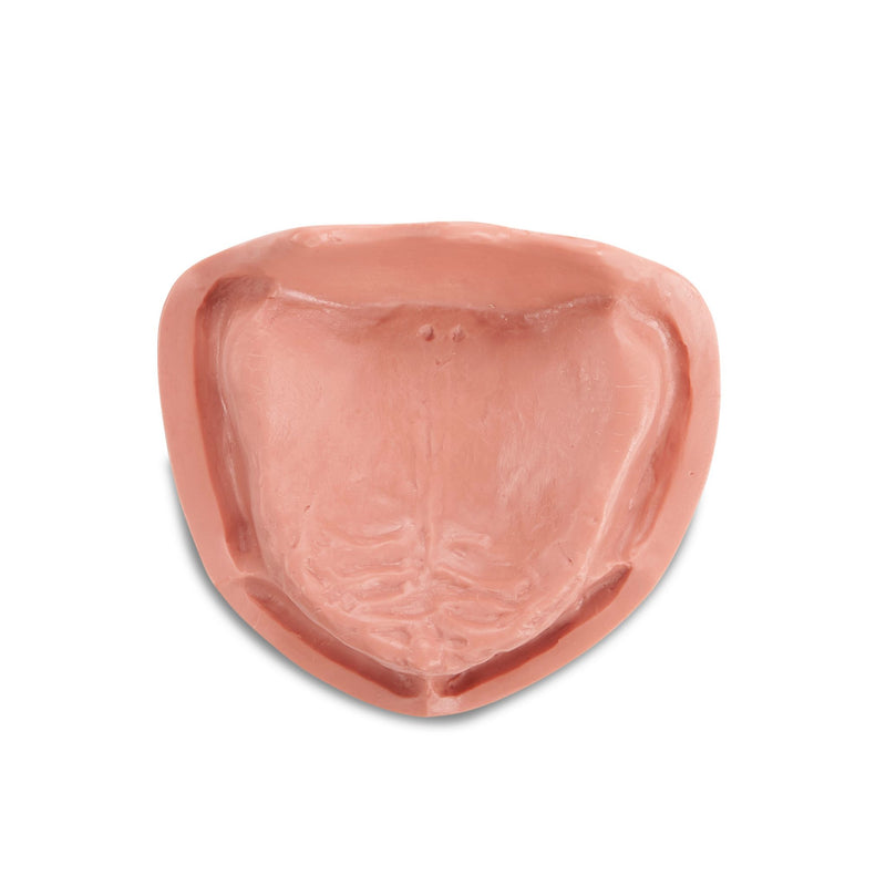 Zahnmodell <br> für Totalprothetik und Implantologie mit weicher Gingiva