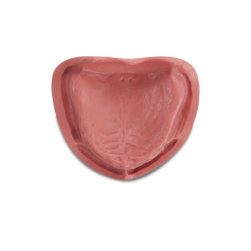 Zahnmodell <br> für Totalprothetik und Implantologie mit weicher Gingiva