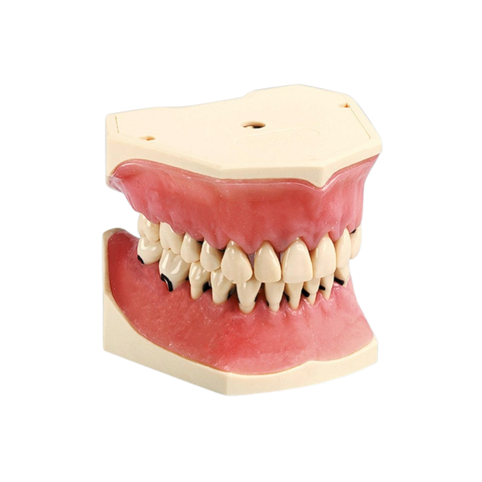 Dental models Periodontology<br> A-PB | A-PB OC | A-PZ