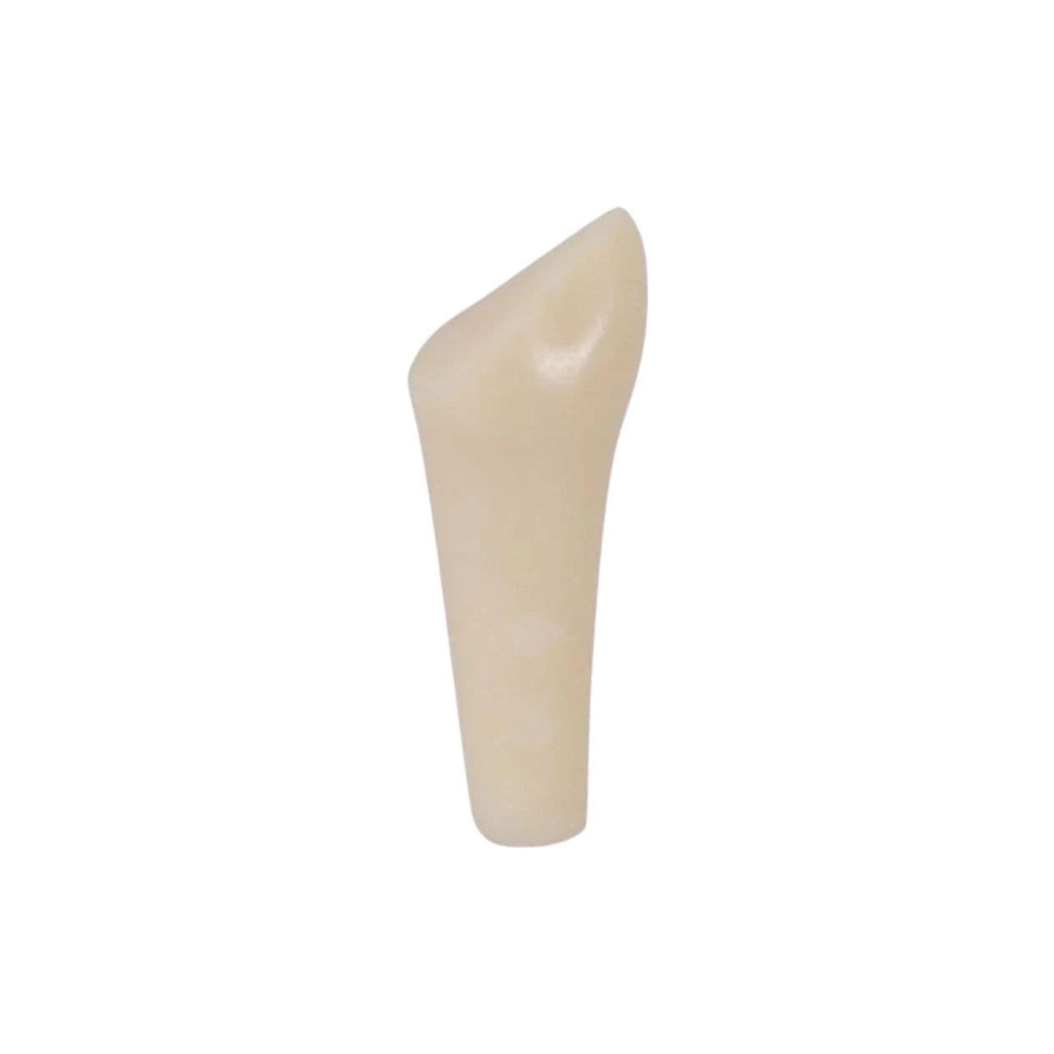 Präparierter Milch-Modellzahn <br> AK-6/2 ZP51 99-002