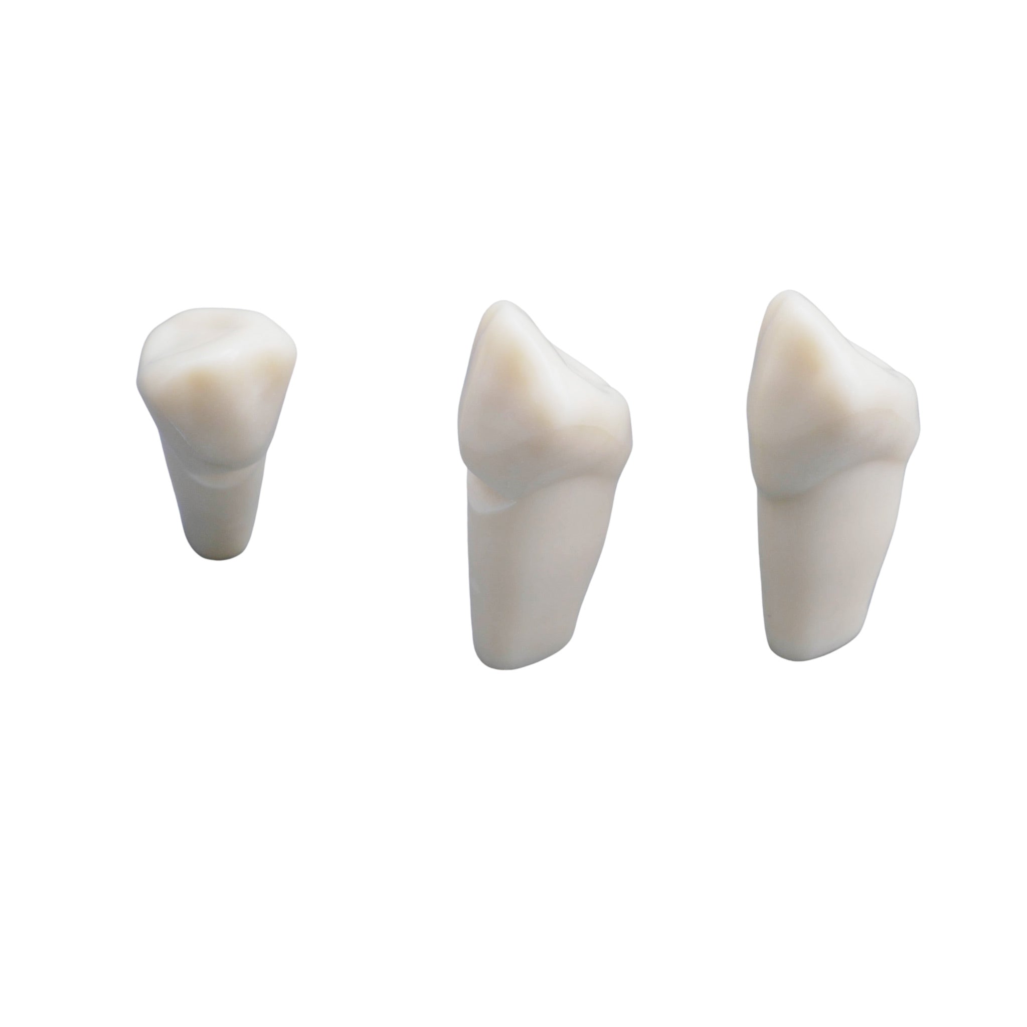 Prepared model tooth<br> ANA-4 ZP99-001